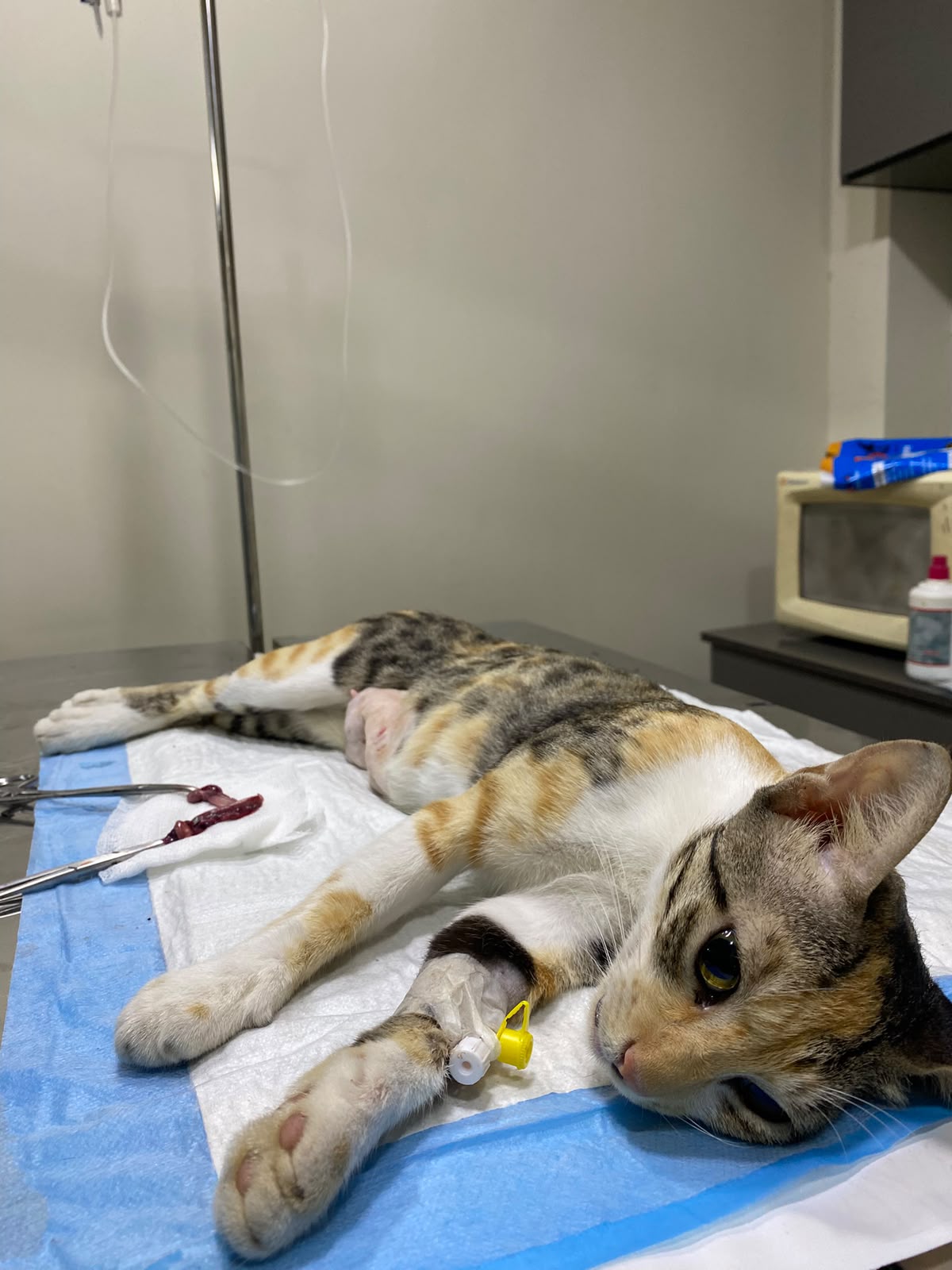 Calico cat recovering under veterinary observation