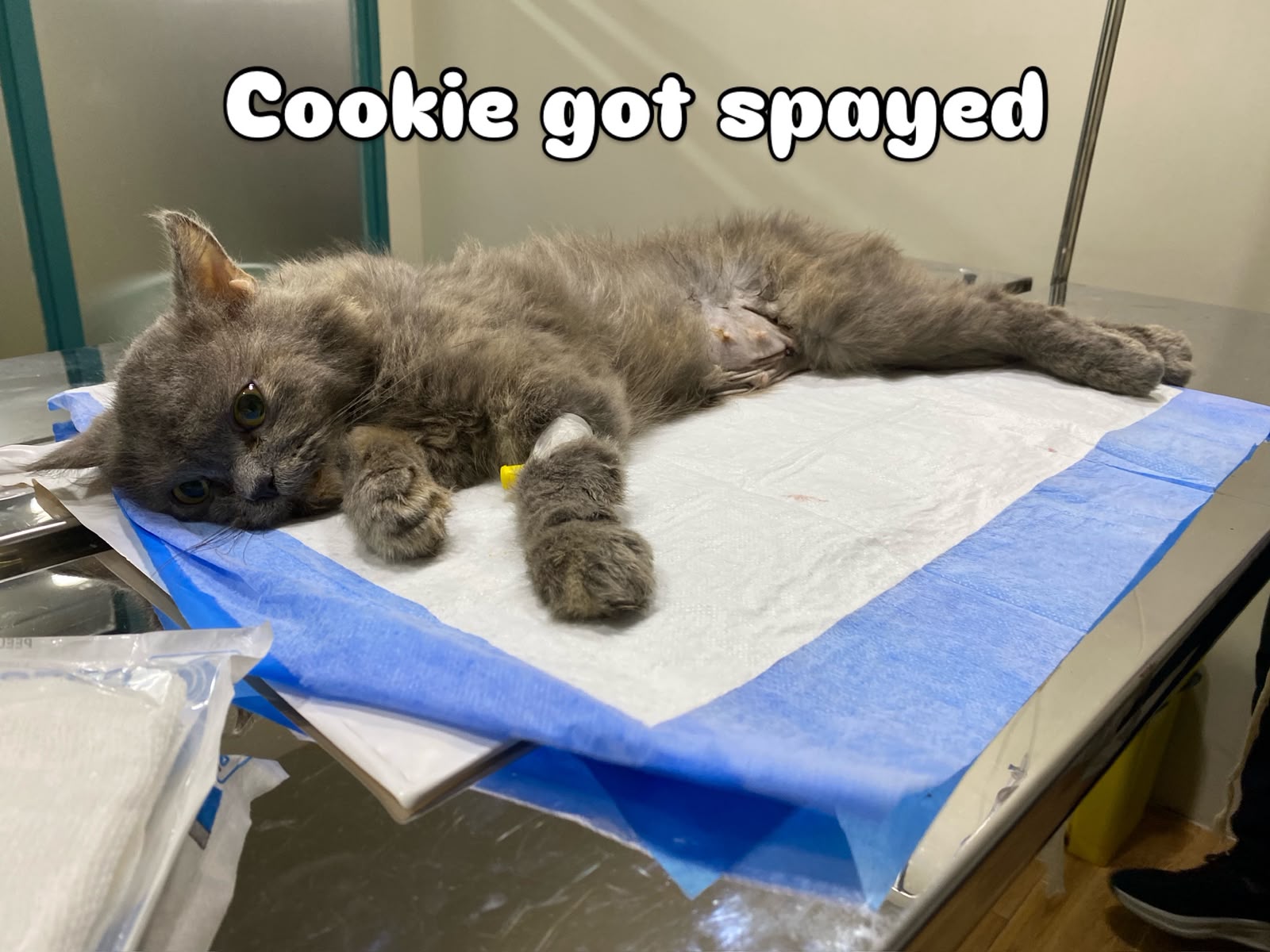 Grey cat under observation after spaying