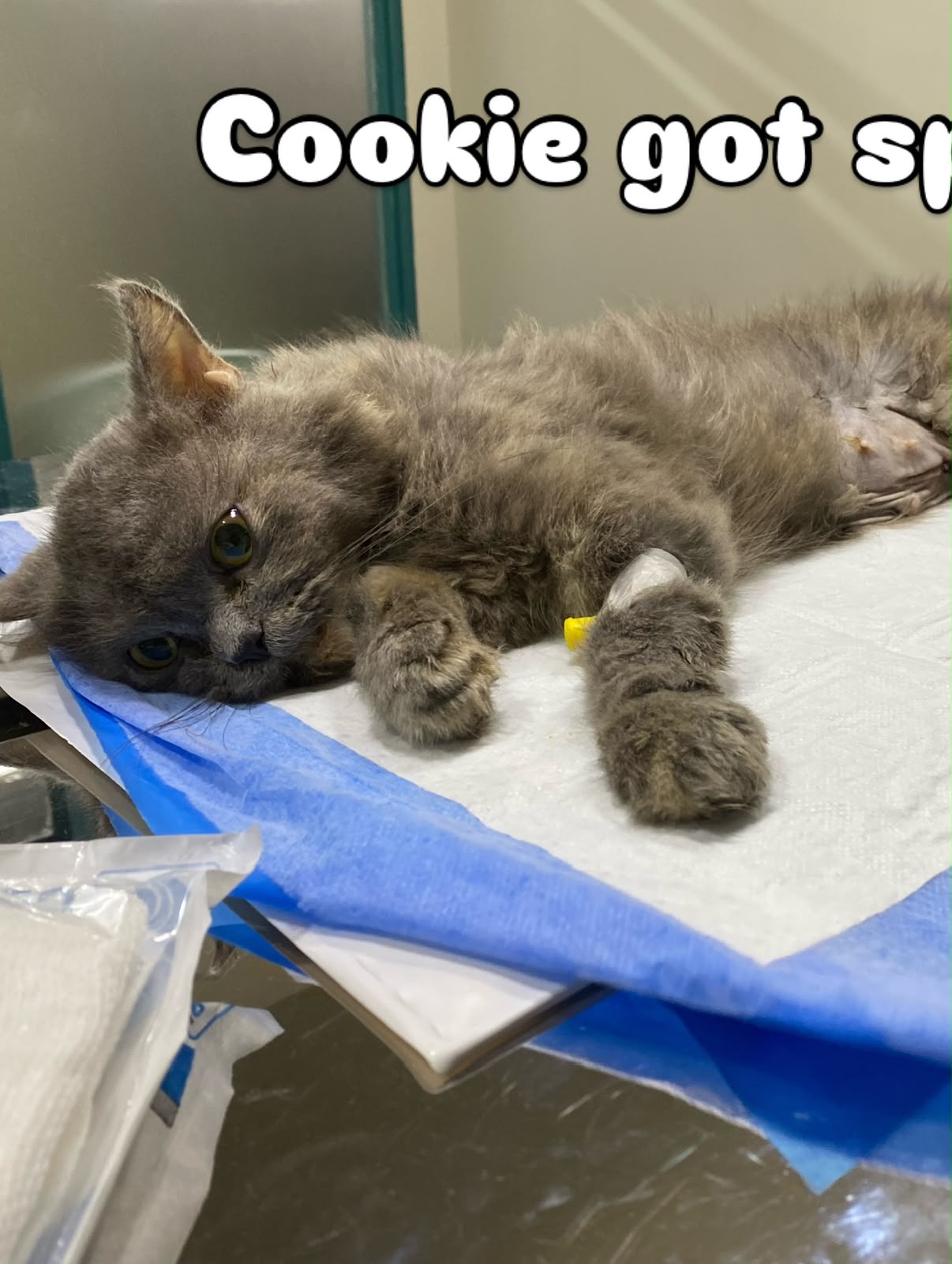 Grey cat recovering after spaying