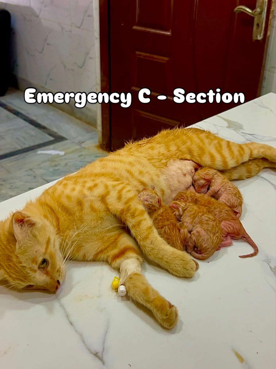 Mother cat receiving emergency care after a caesarean section
