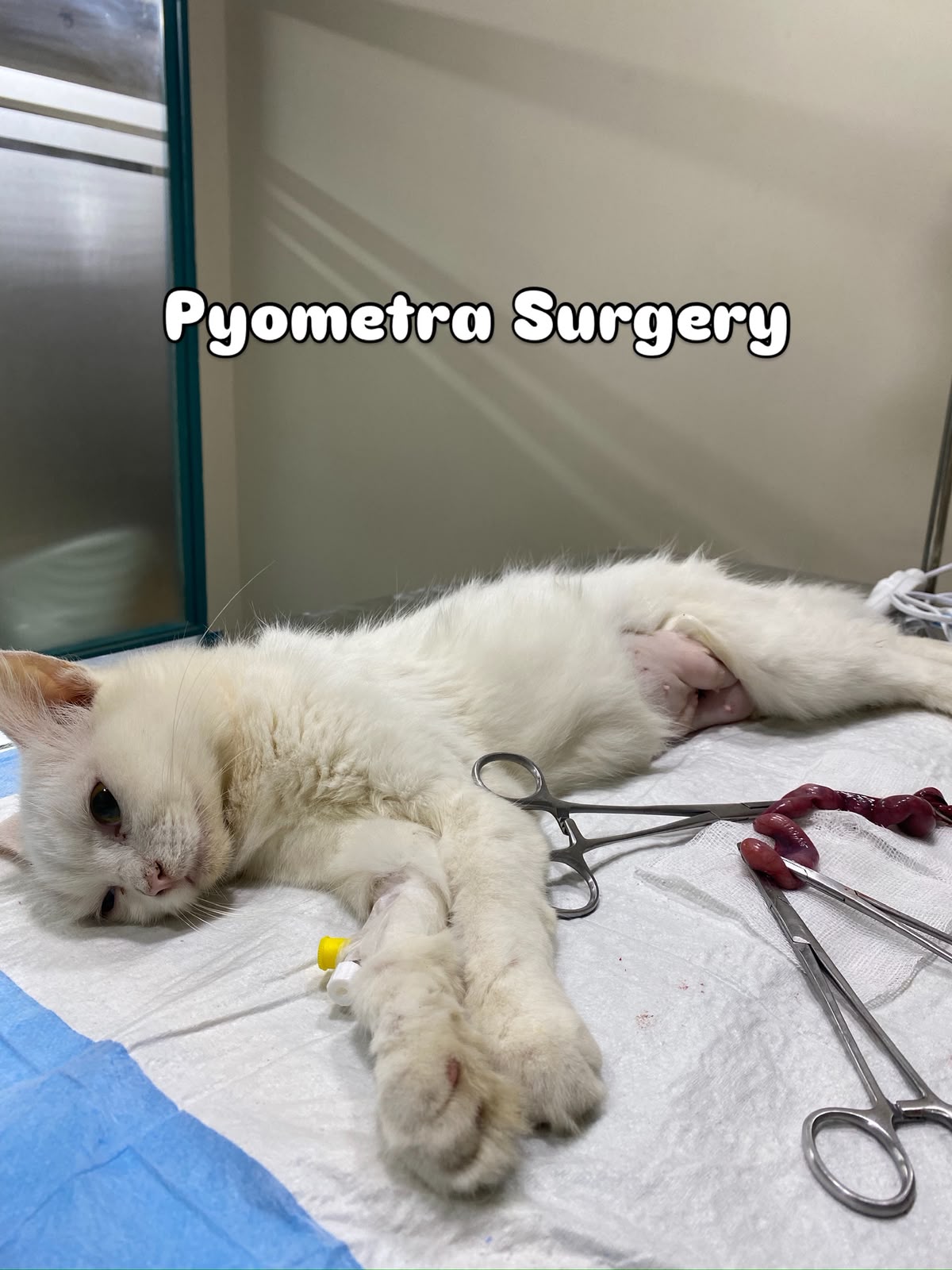 White cat receiving care after pyometra surgery