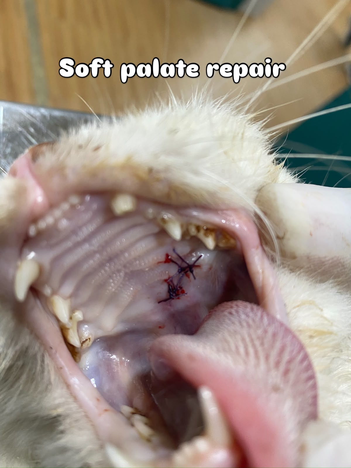 Veterinary soft palate repair with sutures