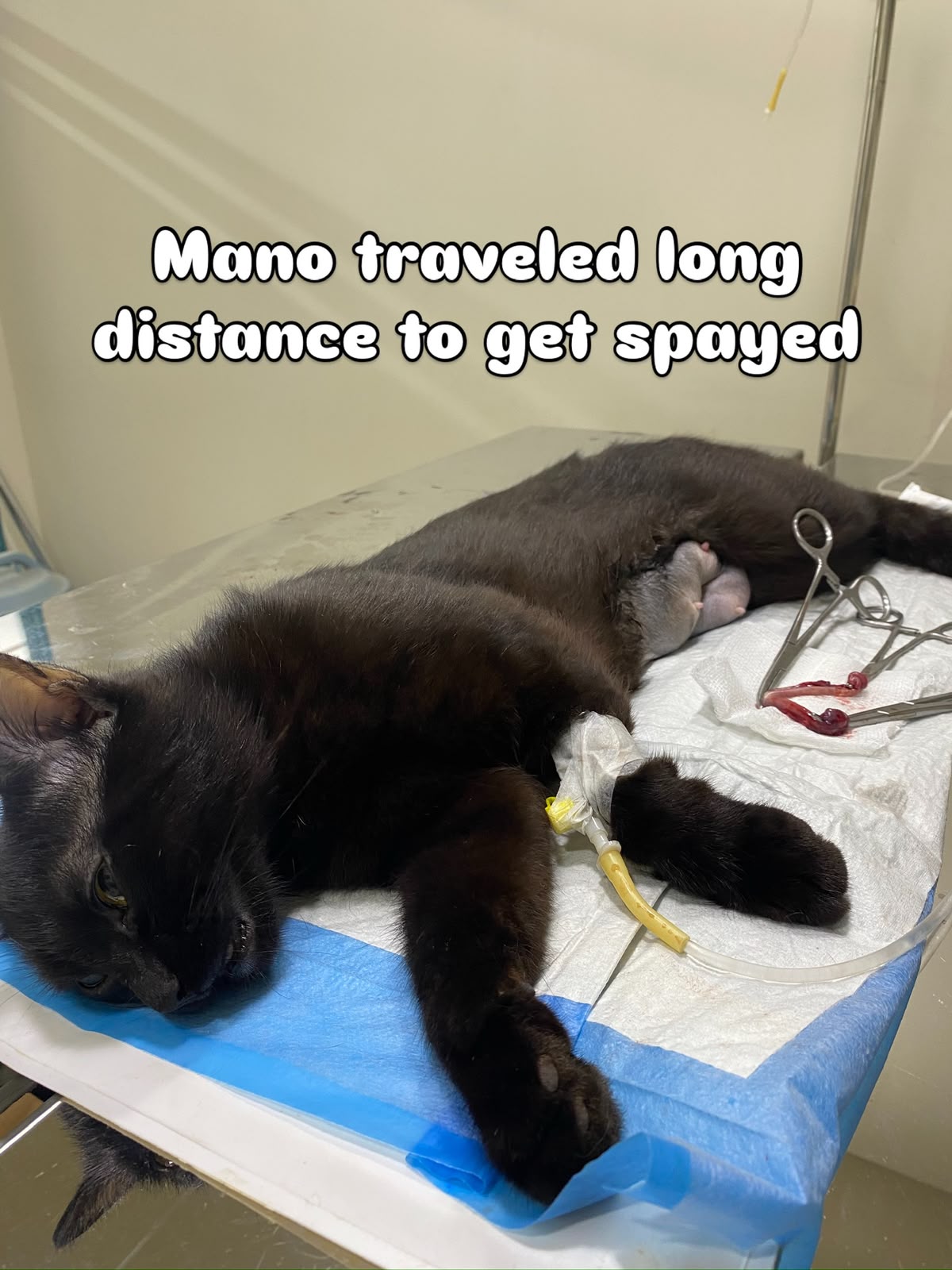 Black cat receiving monitored post-spay care