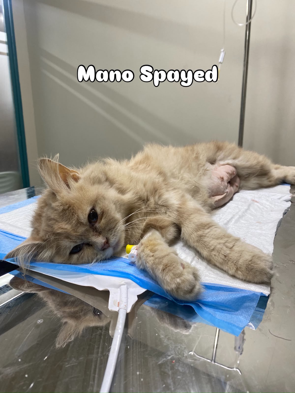 Long-haired cat recovering after spaying