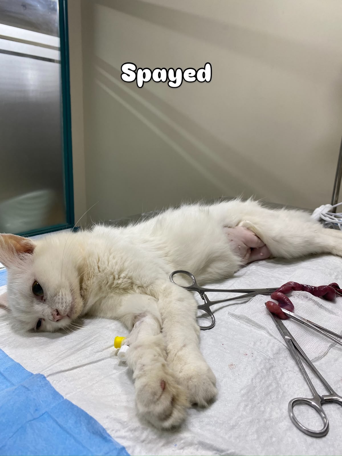 White cat receiving monitored care after spaying