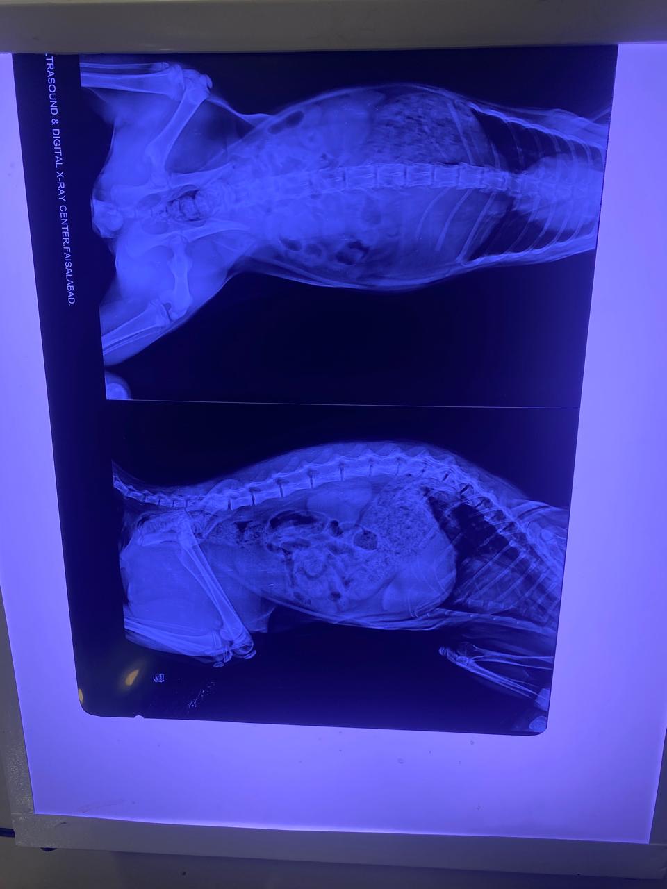 Digital X-ray films of a pet displayed on the light box
