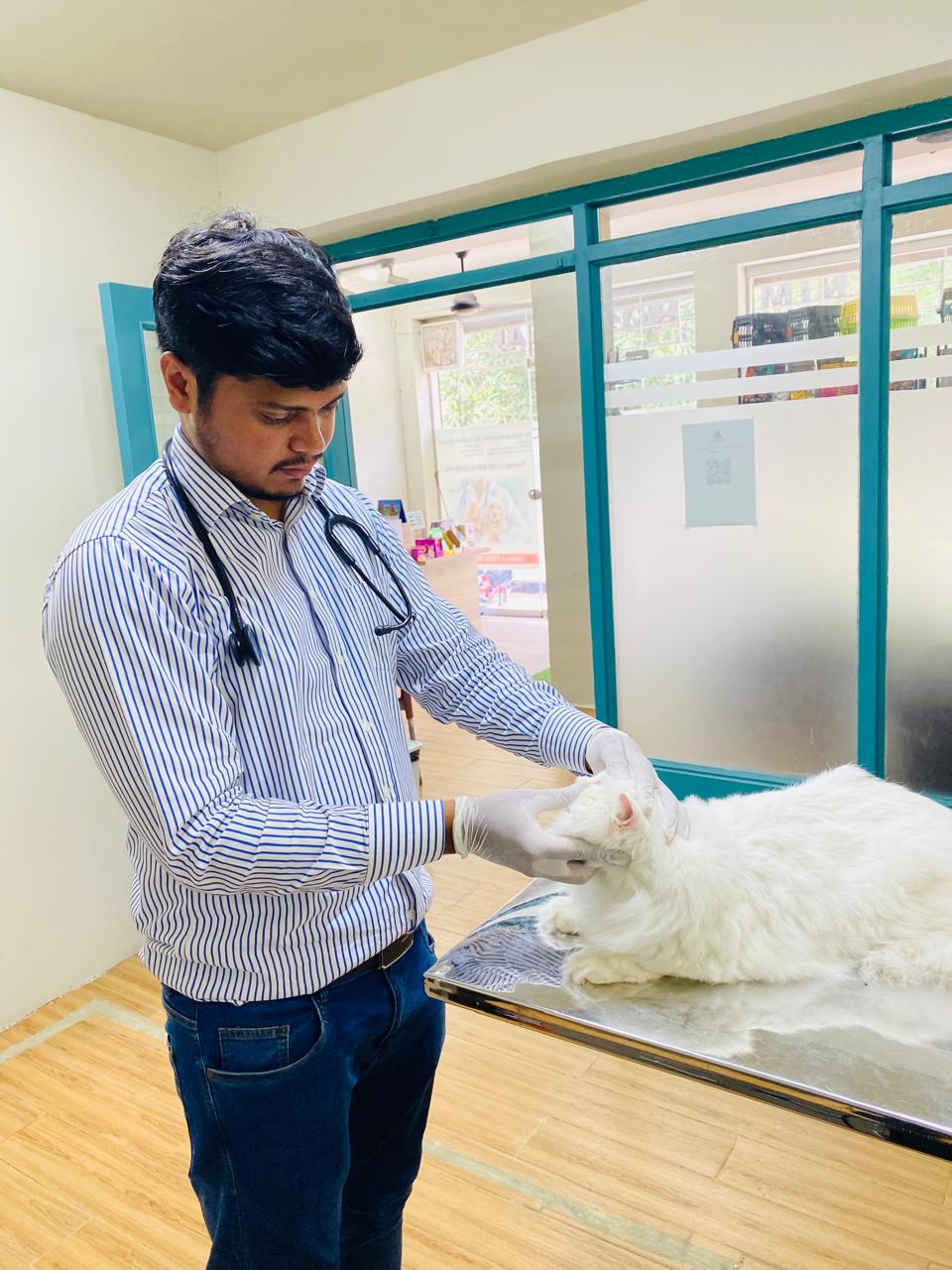 Veterinarian examining a white cat on the consultation table at Rosewood Animal Hospital, Faisalabad